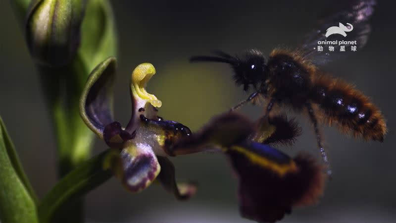 蘭花吸引雄蜂們前來採蜜（圖／動物星球頻道提供）
