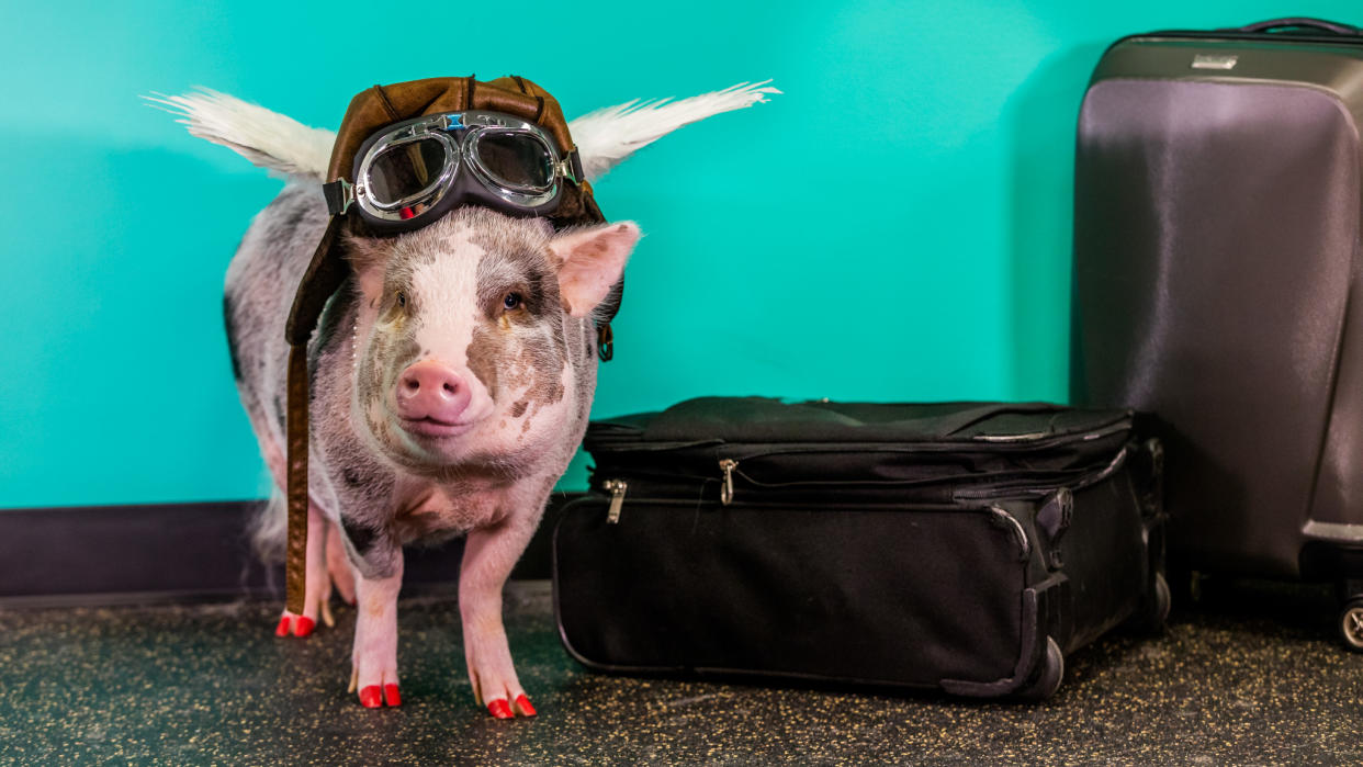 LiLou is a certified therapy animal who visits San Francisco International Airport to cheer up stressed travelers. (Photo: Courtesy of San Francisco International Airport)