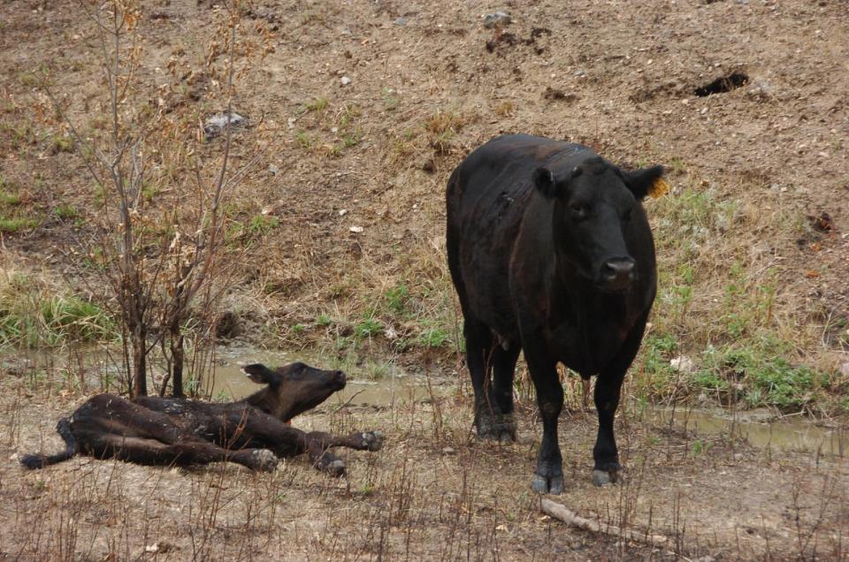 A July 20, 2012 photo shows an injured calf on the Kolka farm, that suffered burns in Montana's Ash Creek Fire struggling to raise its head as its mother stands by near Volborg, Mont. The family of Cecil and Delores Kolka lost an estimated 400 cows and calves to the 390-square-mile blaze. ((AP Photos/Matthew Brown)