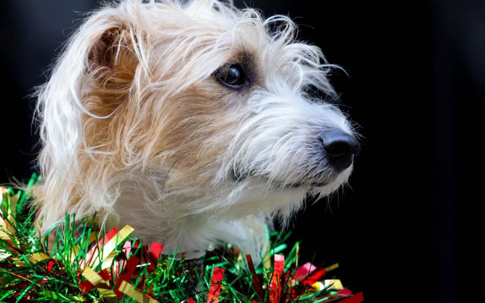 05/11/2020. London, United Kingdom. Dilyn No10 Christmas Card. The Prime Minister Boris Johnson and his partner Carrie Symonds Dog Dilyn poses on the Steps of No10 Downing Street for the No10 Christmas card.  - Andrew Parsons/No 10 Downing Street