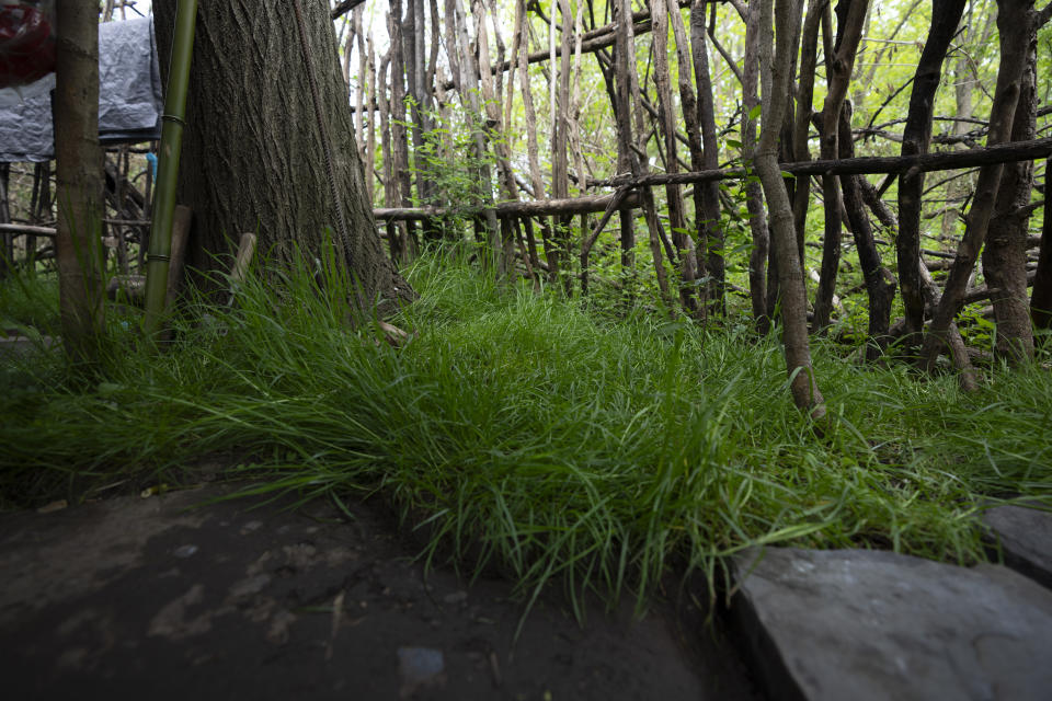 Grass that Chen Wang, a Chinese migrant currently homeless in New York, planted around his tent is seen on Friday, May 3, 2024. Chen came to the U.S. after getting criminally admonished by Chinese police for anti-Chinese Communist Party posts on X, formerly known as Twitter. The daily struggle to find work for Chinese immigrants living illegally in New York is a far cry from the picture Donald Trump and other Republicans have sought to paint about them. Asian advocacy organizations say they're concerned the exaggerated rhetoric could fuel further harassment against Asians in the U.S. (AP Photo/Serkan Gurbuz)