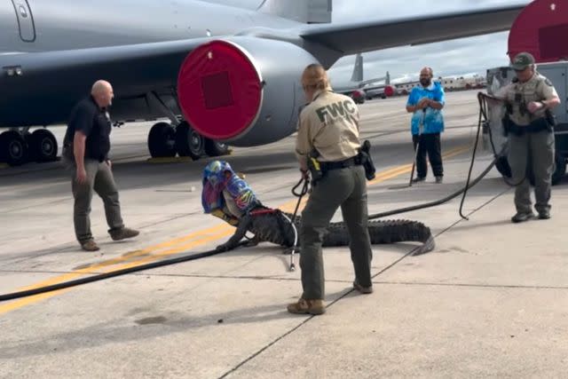 <p>MacDill Air Force Base</p> An alligator resists capture at MacDill Air Force Base