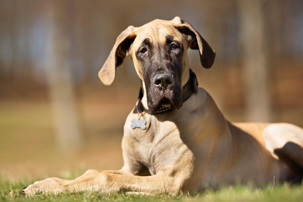 Great Dane dog without leash outdoors in the nature on a sunny day