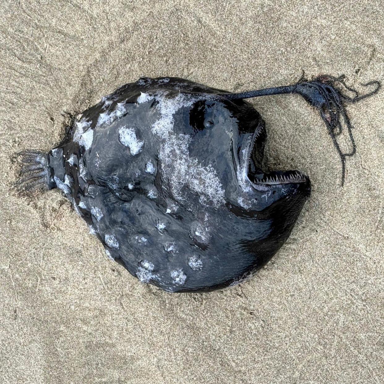 <span>A deep-sea anglerfish was found on the shore near Cannon Beach in Oregon.</span><span>Photograph: Seaside Aquarium</span>