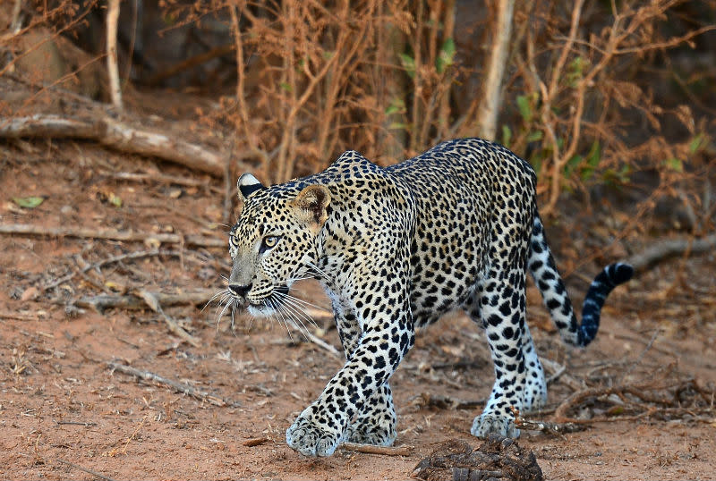 Madhya Pradesh tribal mum risked her life to fight a leopard and save her son. — AFP pic