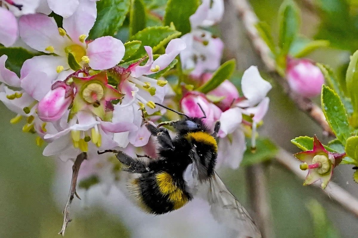 The Natural History Museum is calling on nature lovers to help with a major new community science project to help the UK’s insect population (PA Archive)