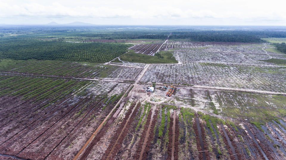 Aerial image of palm concession in West Kalimantan, Indonesia