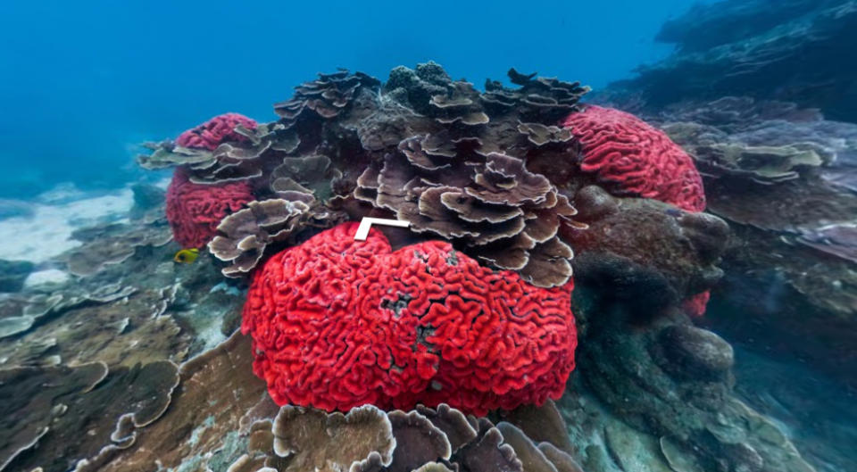 澎湖東吉嶼紅色瑙珊瑚