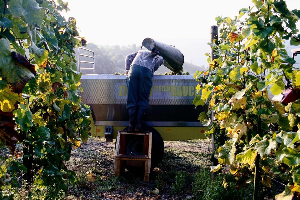 A man harvests grapes for wine near the Moselle river in France