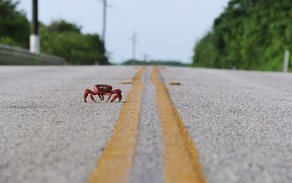 Instead of being famous for its red crab migration, when millions of crustaceans blanket it while breeding, Christmas Island is infamous for its refugee detention centre - getty