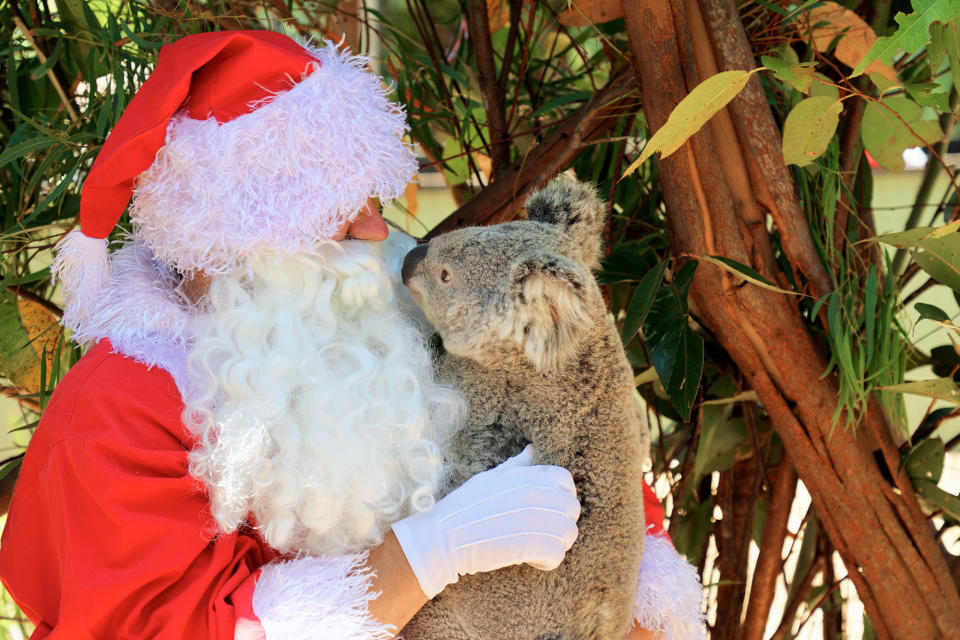 A person dressed as Santa holds a koala at the Australian Reptile Park in Somersby, Australia, on Dec. 19.