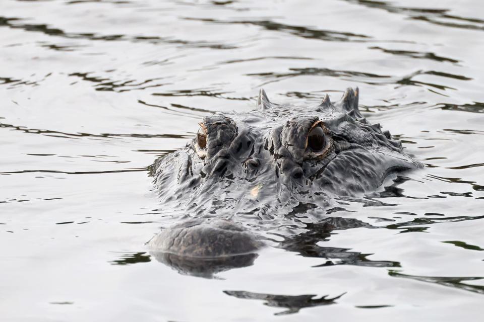 An alligator swims through the Wakodahatchee Wetlands on February 12, 2023 in Delray Beach, Florida, United States. South Florida is a popular location for wildlife due to the vegetation and hot humid days.