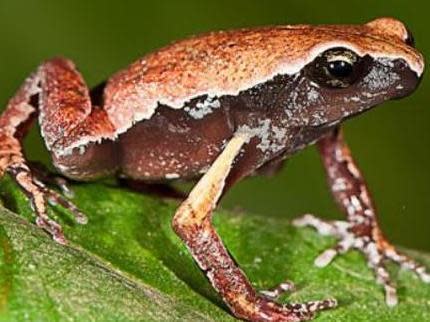 ‘Mysterious’ new frog species discovered in roadside puddle