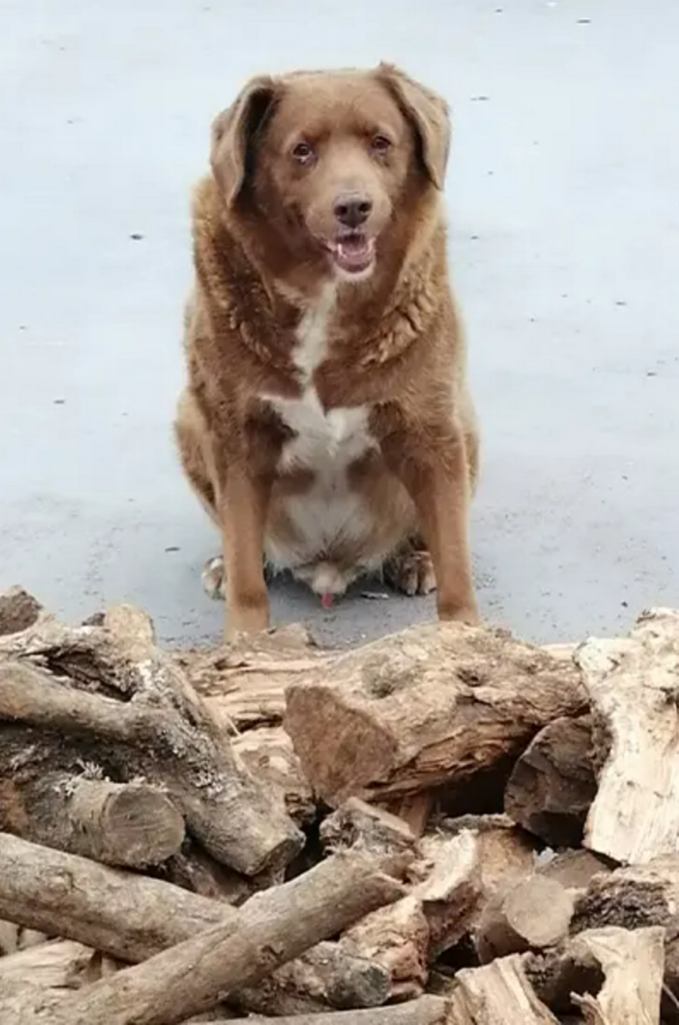 Bobi in 2023 near a pile of logs. Photo from Guinness World Records