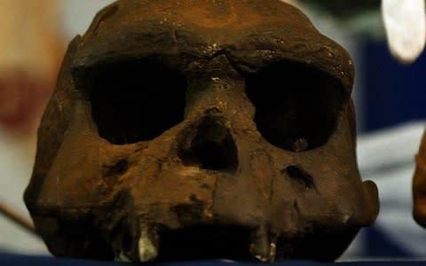 The skull of a Homo Erectus found in Java in 2004 - Credit: Abbie Trayler-Smith
