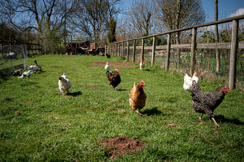 Chickens and ducks run free on lush green grass as small-holder Rosemary Bennett releases her flock from the coop to forage on her land in Somerset. Restrictions in place since early November to prevent the spread of bird flu have started to lift with birds once again having access to outside areas. The Government has said bird flu risk levels have reduced to 