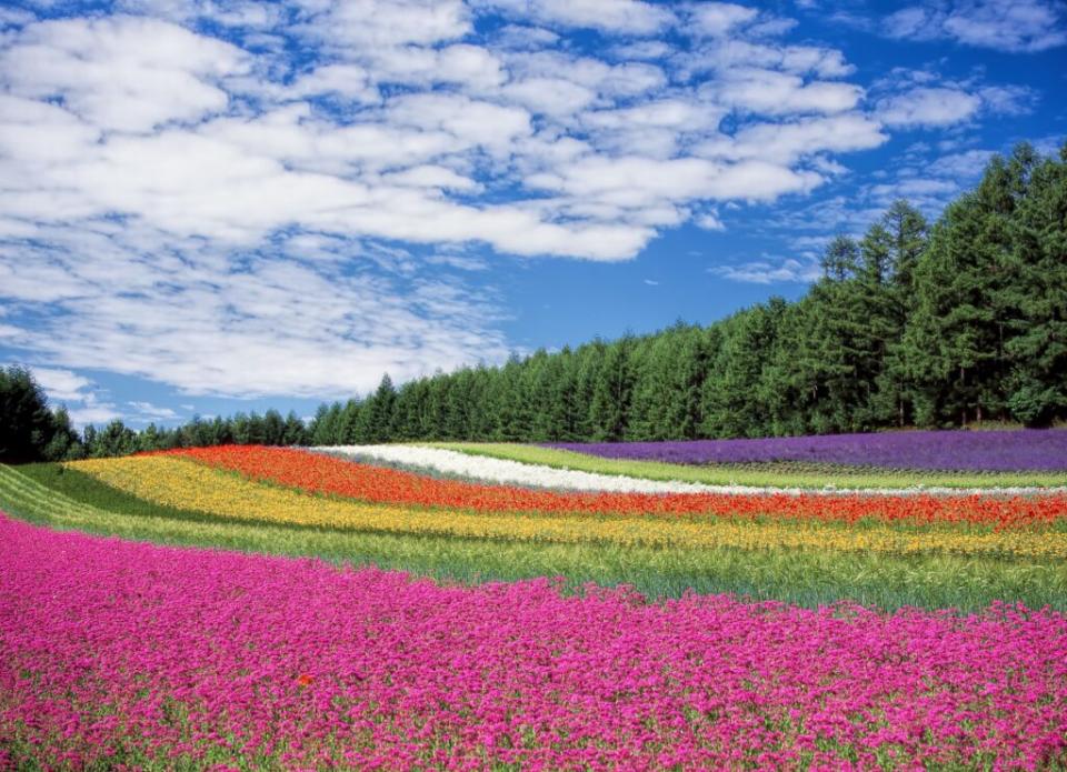 夏天北海道花田盛開，很值得探訪。圖/123RF圖庫