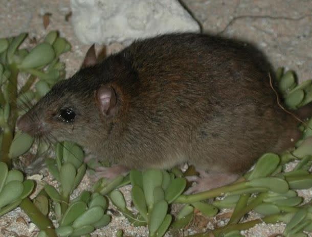 The Bramble Cay melomys was officially declared extinct this week by the Australian government. The last reported sighting of the species was in 2009. (Photo: Ian Bell, Queensland Government)