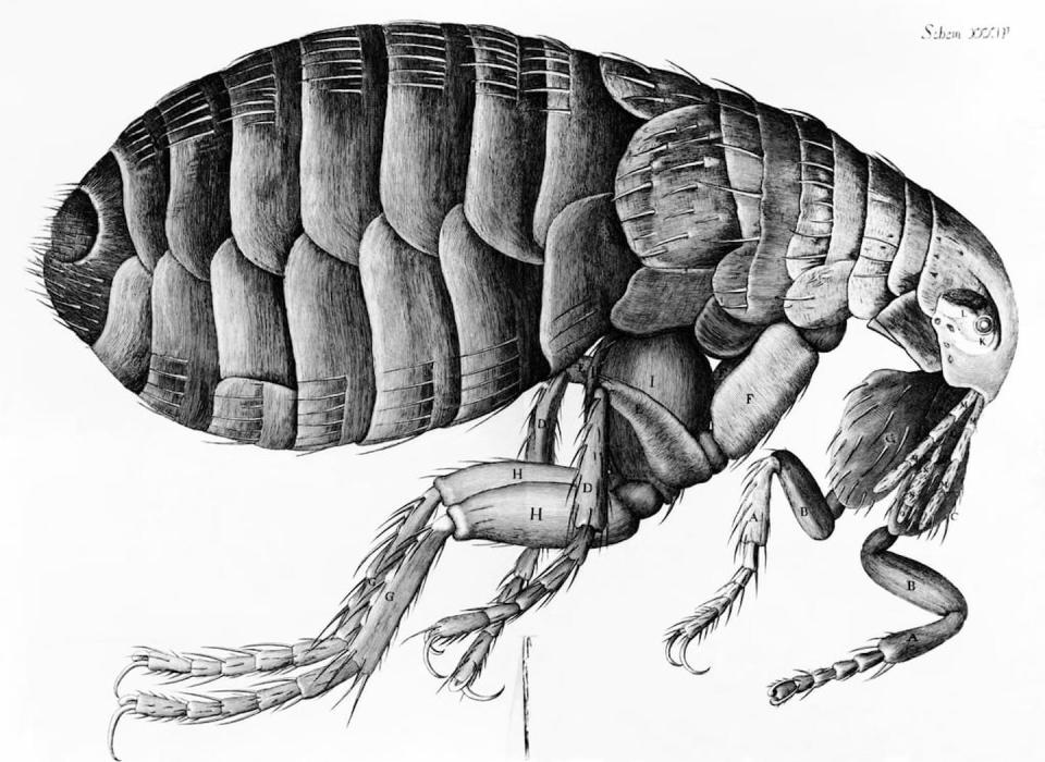 La pulga vista al microscopio por Robert Hooke.