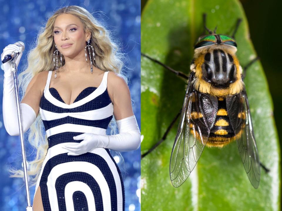 A side-by-side image of Beyoncé Knowles holding a microphone and wearing a black-and-white dress and the Scaptia (Plinthina) beyonceae fly on a leaf