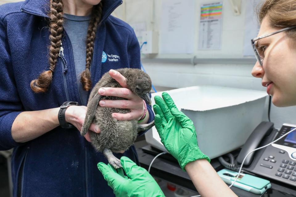 New England Aquarium welcomes four new African penguin chicks