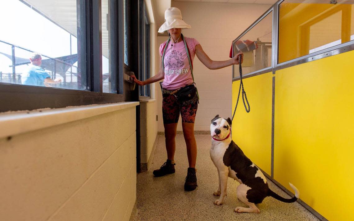 At KC Pet Project, dogs are given time outside of their kennels to go out and play.