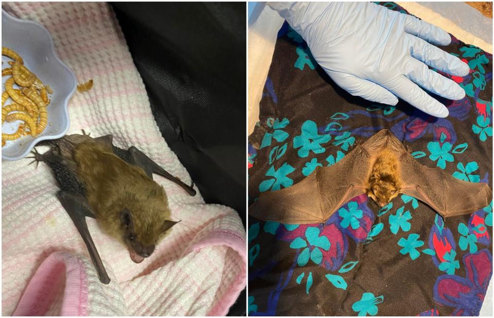 Pictured are bats at Wilderness Miracles Wildlife Rehabilitation based in Bowdoin, Maine. Its owner, Kathi McCue, says bats are emerging looking for food because of warm temperatures so far this winter.