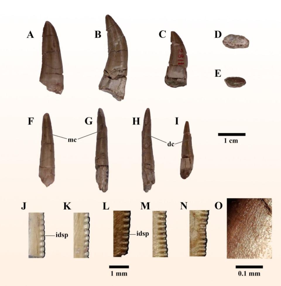 泰國普諾伊地區發現的基底暴龍類恐龍的獨立牙齒。（圖片來源：Chowchuvech等）