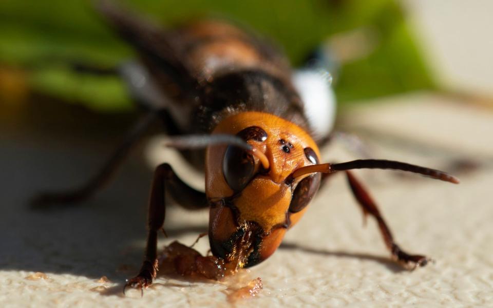 An Asian hornet wearing a tracking device, which is how scientists located the nest - AP