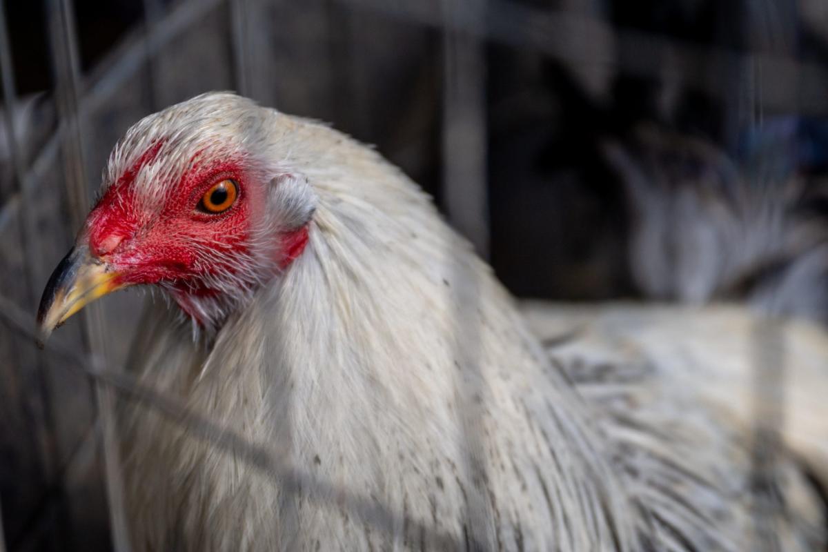 Bird flu outbreak at Colorado farm as 5 workers reported positive: Experts warn of ‘turning point,’ call for urgent action