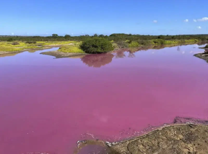 ▲夏威夷茂宜島的「奇利亞水塘國家野生動物保護區」，近日有一大片水塘呈現詭異的粉紫色。（圖／美聯社）