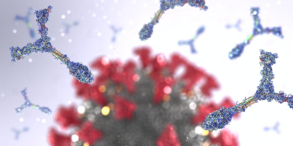 A 3-D illustration of antibody proteins attacking a coronavirus pathogen cell.