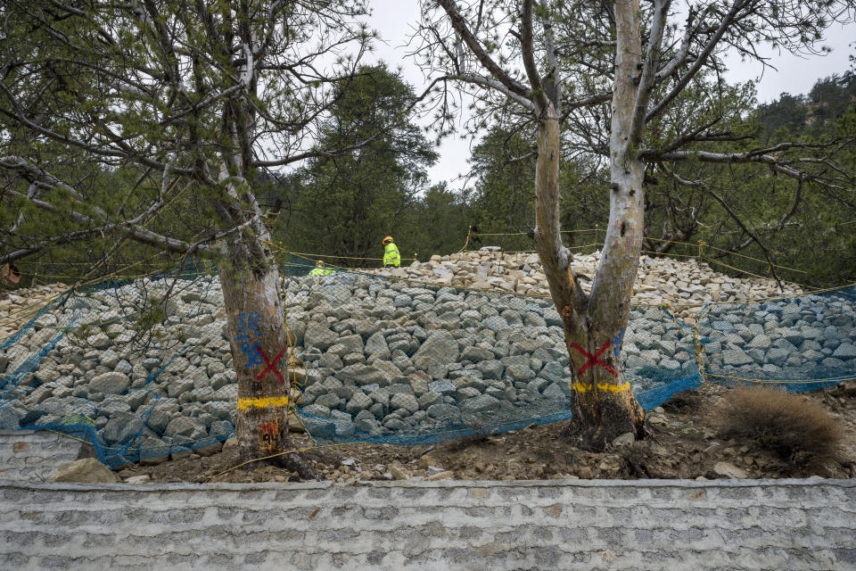 Two Chilgoza pine trees are marked to be felled In Kinnaur district of the Himalayan state of Himachal Pradesh, India, Monday, March 13, 2023. Thousands of trees, including the rare Chilgoza pine whose nuts are prized and provide valuable income for local communities, are being cut to make way for construction. (AP Photo/Ashwini Bhatia)