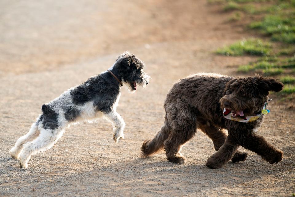 Pups play wrestle at Plumb Creek Park.