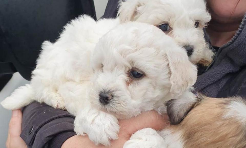 Dogs rescued by police in Co Tyrone, Northern Ireland before lockdown.