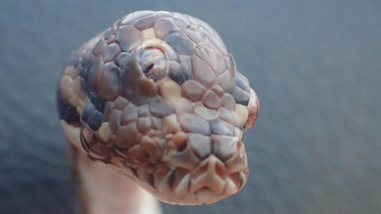 The three-eyed snake was found in Australia. Pic: Northern Territory Parks and Wildlife