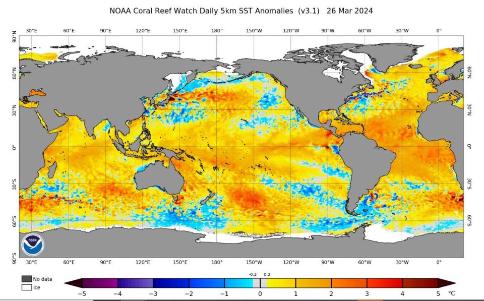 Sea surface temperature anomalies from March 26, 2024 are up to 3.6 to 7 degrees Fahrenheit above normal in the main development region for hurricanes.