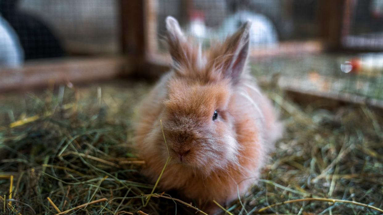  What do rabbits need in their cage? Brown rabbit sitting in a cage. 