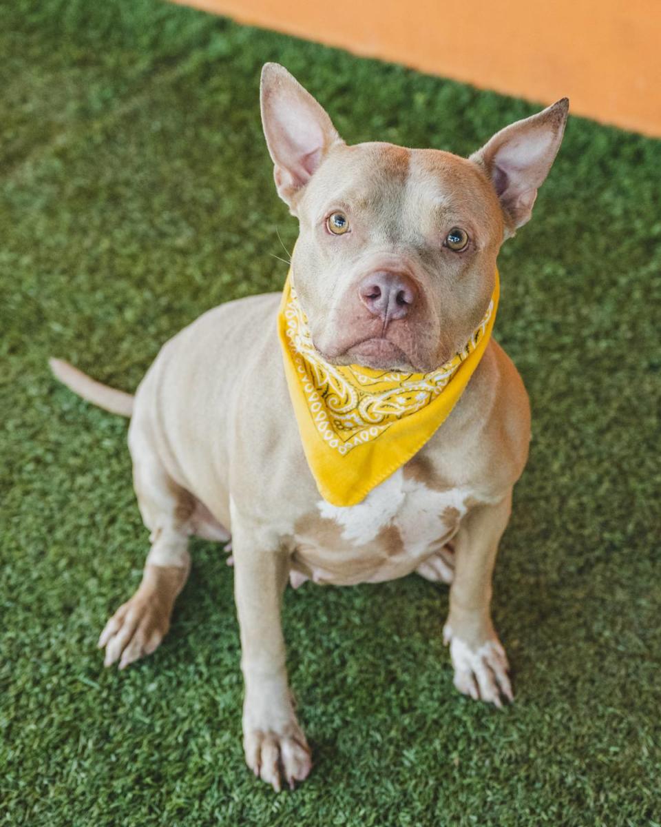 “Bella A1939074 is a lovable 5-year-old little lady. She loves affection from her humans and is sure to put a smile on your face. She lights up when she sees her humans coming to take her out for a stroll and can’t wait to meet you too. A staff favorite, this sweet senior has been hoping for a family of her own since September 2022.”