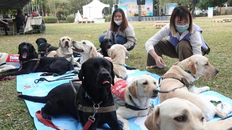 遠東樂家+毛孩嘉年華　逾百汪喵齊聚台中公園開PA