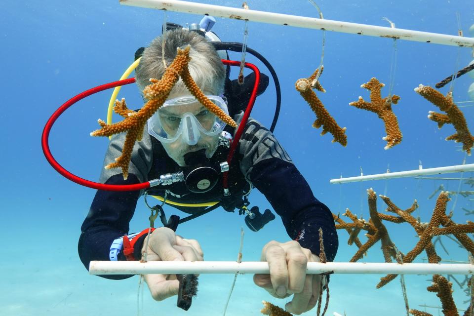 Volunteer Daniel Hyduke of Miami Beach, Fla., cleans equipment in a coral nursery, Friday, Aug. 4, 2023, near Key Biscayne, Fla. Scientists from the University of Miami Rosenstiel School of Marine, Atmospheric, and Earth Science established a new restoration research site there to identify and better understand the heat tolerance of certain coral species and genotypes during bleaching events. (AP Photo/Wilfredo Lee)