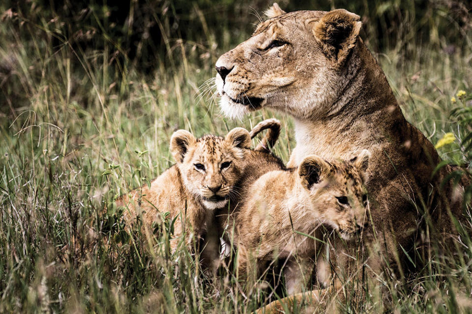 Lion families can be spotted while on Roar Africa’s Out of Africa experience in Kenya.