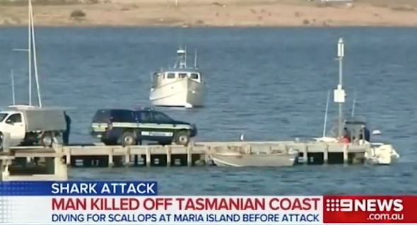 Man killed in great white shark attack in Tasmania