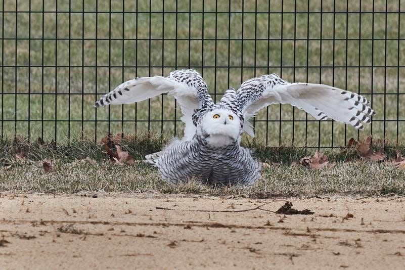 A snowy owl was seen in Central Park in New York City on  Jan. 27, 2021.