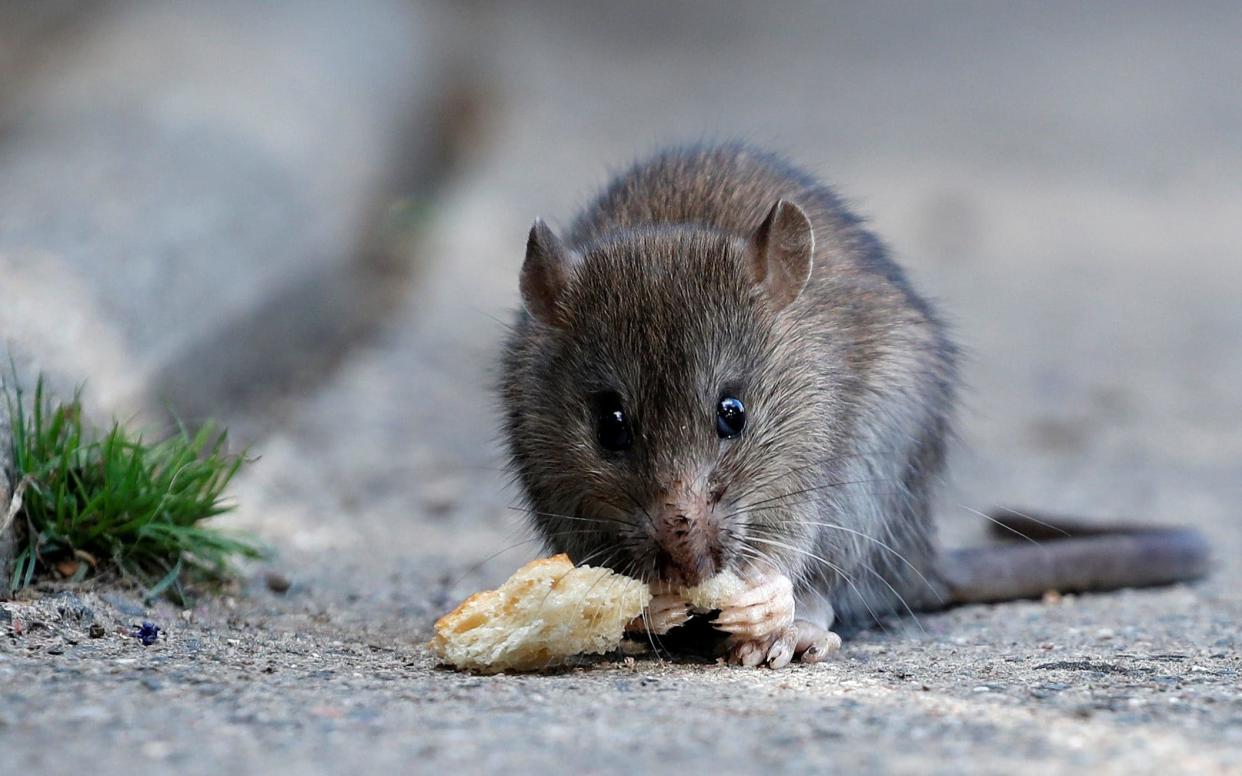 Have we misjudged rats all along? (Getty)
