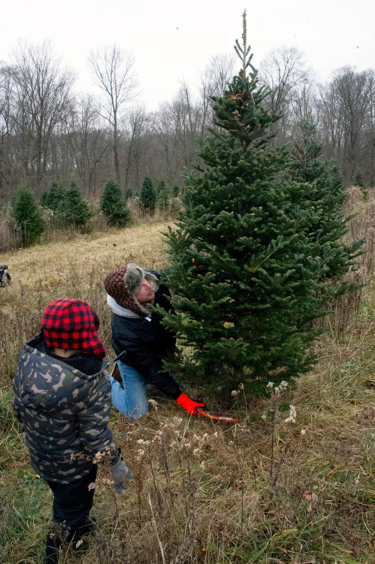 Five-year-old James Mills watches as his dad, Matt, saws down this year's family Christmas tree. Every year the family travels from Akron to Galehouse Tree Farms in Doylestown to buy a fresh tree..