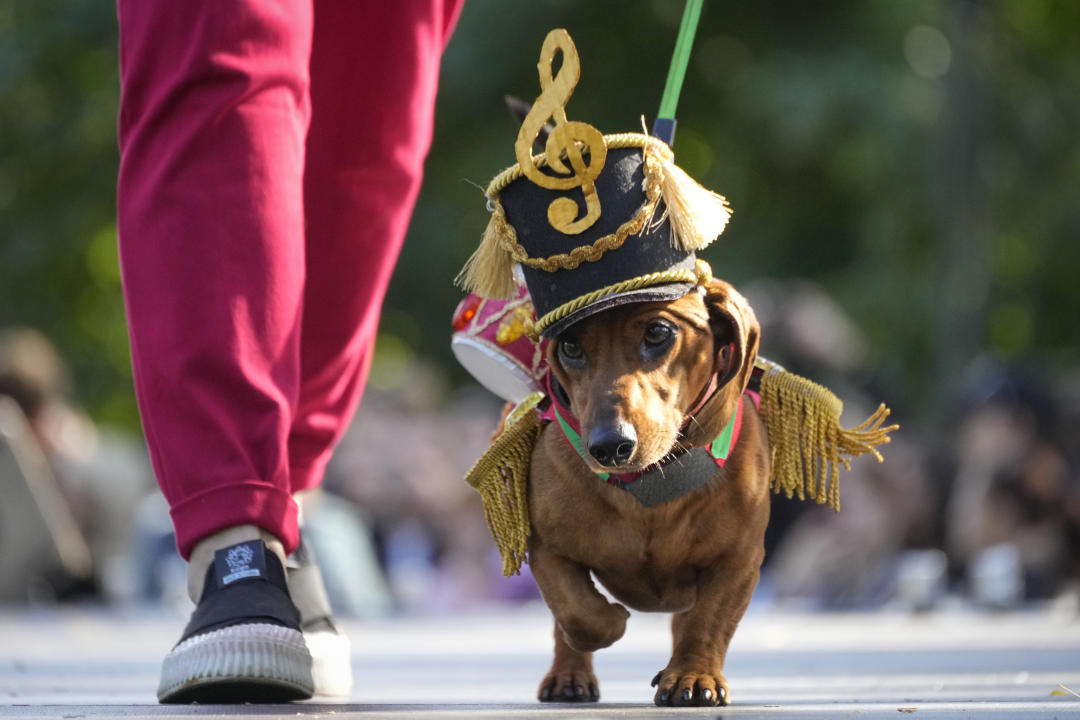 A woman walks a podium with her dachshund during a dachshund parade festival in St. Petersburg, Russia, Saturday, Sept. 16, 2023. (AP Photo/Dmitri Lovetsky)