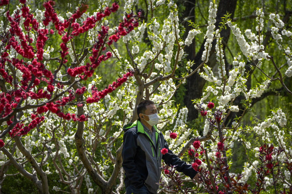 A man wearing a face mask walks past blossoming trees at a public park in Beijing, Thursday, April 14, 2022. (AP Photo/Mark Schiefelbein)