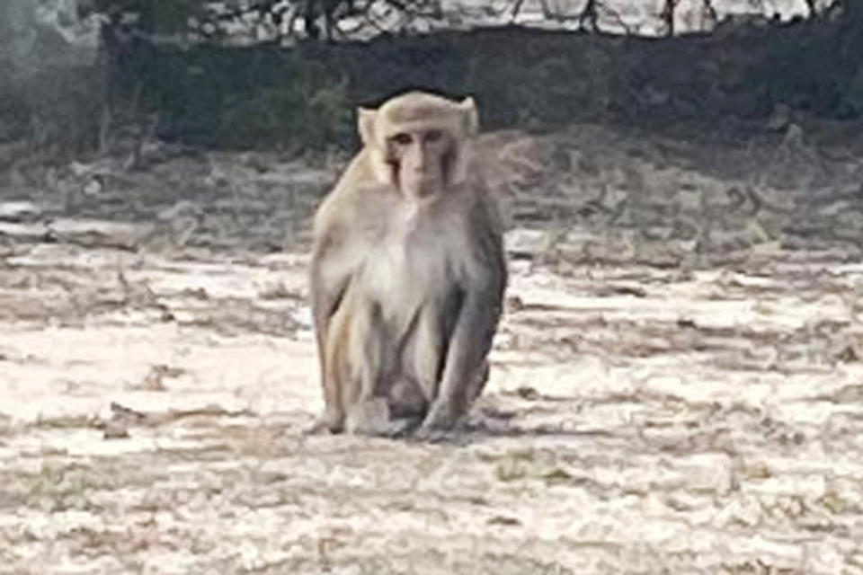 A pet monkey attacked an Oklahoma woman on Sunday before a family member of the victim shot and killed the primate, police said. (Dickson Police Department)