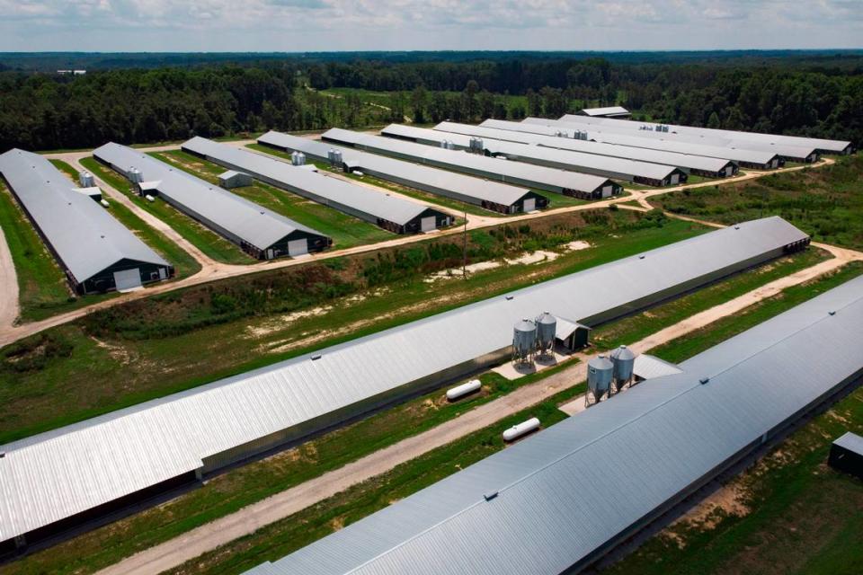 Dozens of poultry barns, including these near the small town of Morven, N.C., have sprouted up in Anson County in recent years.